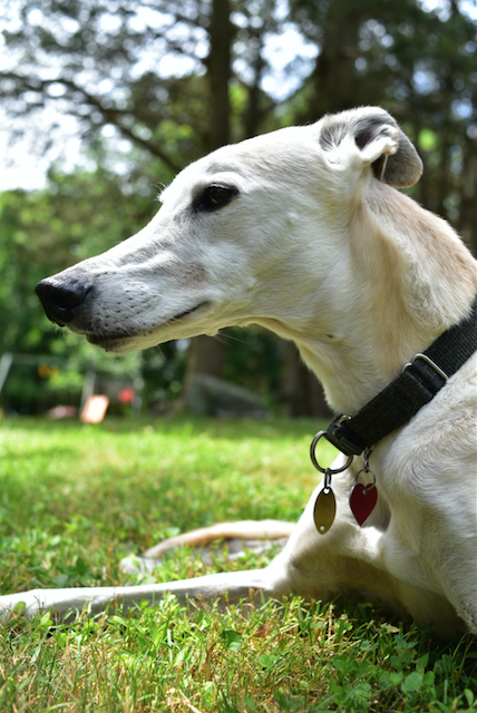 One of my brother and sister-in-law's dogs. 